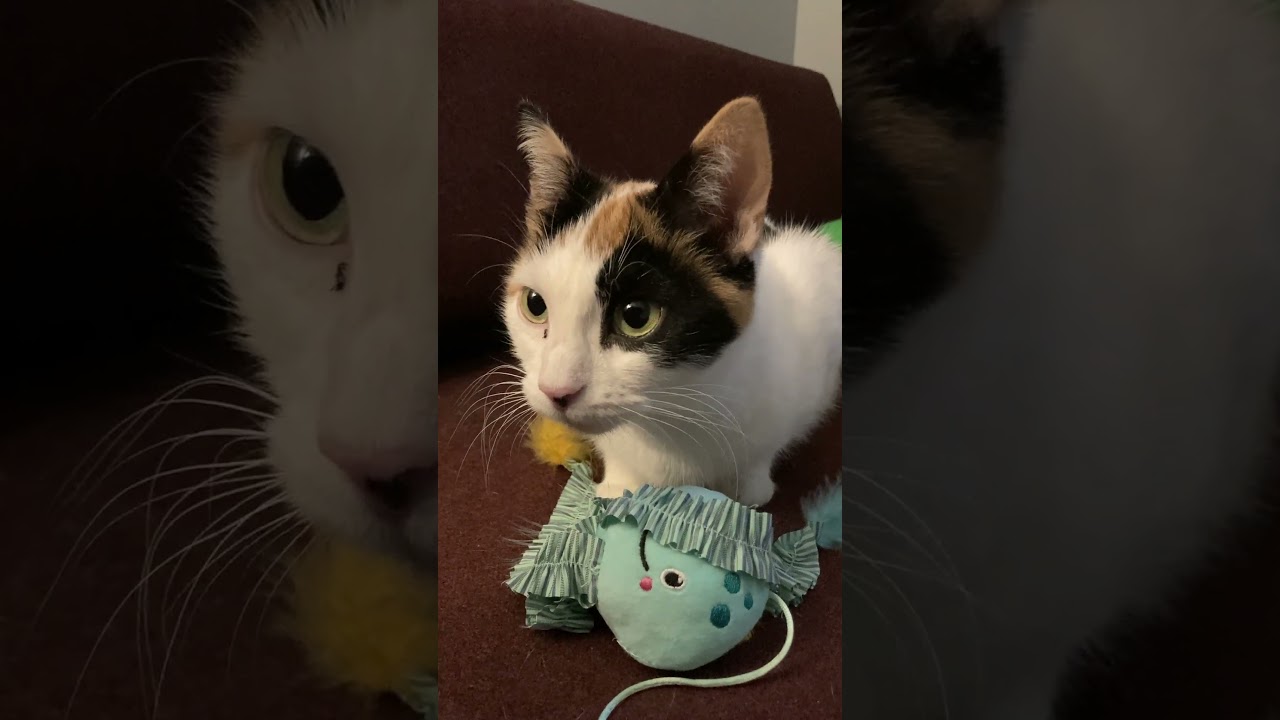 Enlarge Snow Queen, a ADOPTABLE mixed breed in Hyattsville, MD video 6/6