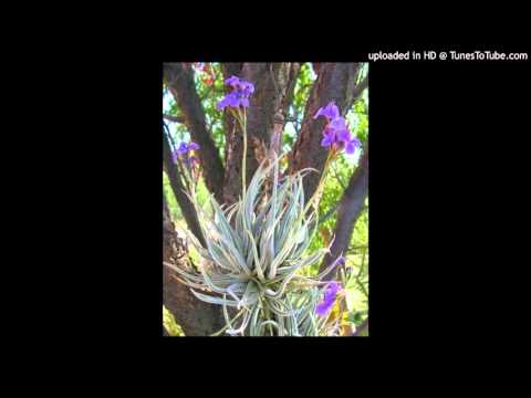 Today's Tango Is... Clavel Del Aire - Juan de Dios Filiberto c. Patrocinio Díaz