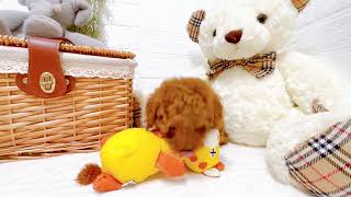 タイニープードルの動画01