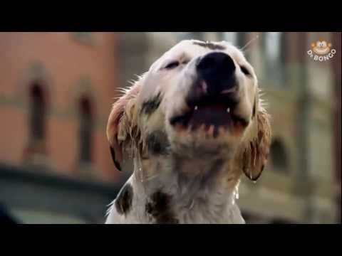 Budweiser dalmatian dog