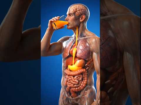 What happens while drinking juice inside of your body? #humanbody #anatomy#health #sciencetok #aiart
