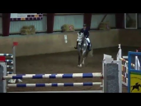 6 y old holstein stallion from Caretino-Cassini I, placed in 1.30m classes