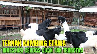 Download lagu Successful Etawa Goat Farming, Profitable Business Opportunities in Rural Areas mp3 Download lagu Successful Etawa Goat Farming, Profitable Business Opportunities in Rural Areas mp3