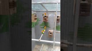Download lagu Ternak Lovebird sistem koloni mp3 Download lagu Ternak Lovebird sistem koloni mp3