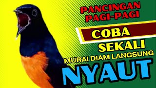 Download lagu Pancingan PAGI-PAGI AGAR MURAI GACOR❗sekali coba murai DIAM langsung bunyi mp3 Download lagu Pancingan PAGI-PAGI AGAR MURAI GACOR❗sekali coba murai DIAM langsung bunyi mp3