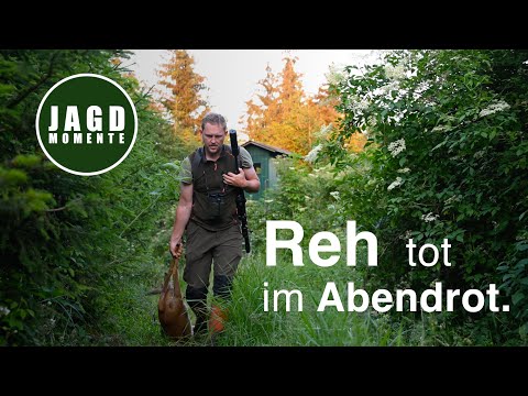 Reh tot im Abendrot | JagdMomente 2024