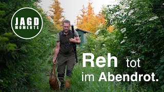 Reh tot im Abendrot | JagdMomente 2024