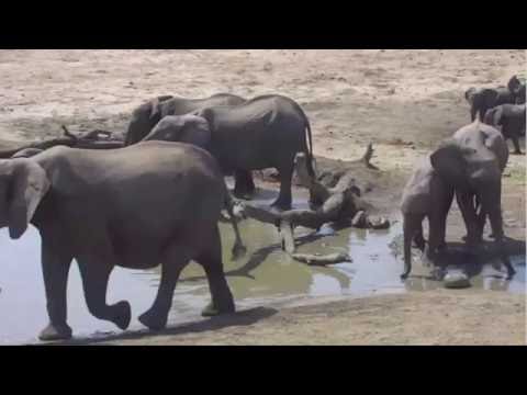 Ellies bathing at Djuma Pan 8th Sept 2016.