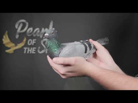 NL22 8021690 Comb Fokkinga 1