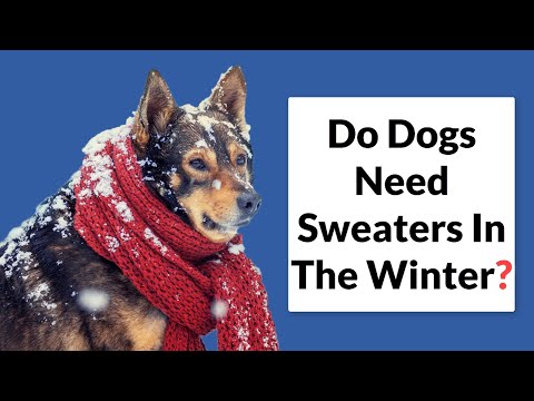 Does My Dog Need a Winter Coat?