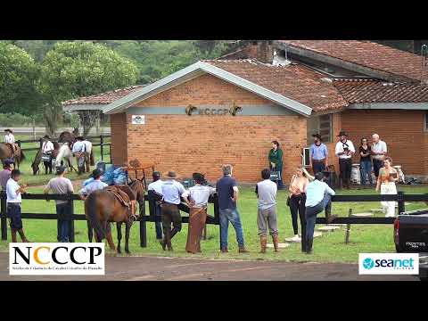 NCCCP 2022 - Fase final credenciadora mista, prova proprietário e prova jovem