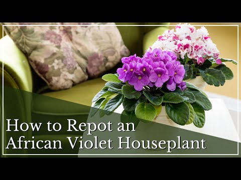 How to Repot an African Violet