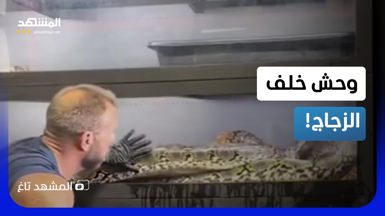 ثعبان ضخم يحطّم الزجاج ويهرب من قفصه أمام الكاميرا!  - المشهد تاغ