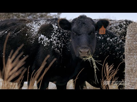 Caring for cattle in the February 3, 2022 snow storm