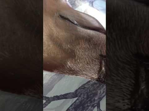 Hair work on my wolf relief carving- by Liam Houlroyd