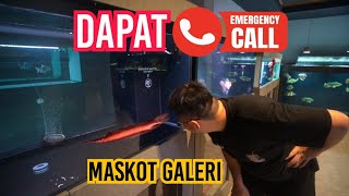 PANIK!!! SALAH SATU MASKOT IKAN PREDATOR YANG CUKUP LANGKA DALAM KONDISI KURANG BAIK - RED GAR