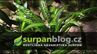 Cryptocoryne affinis - Kryptokoryna červená