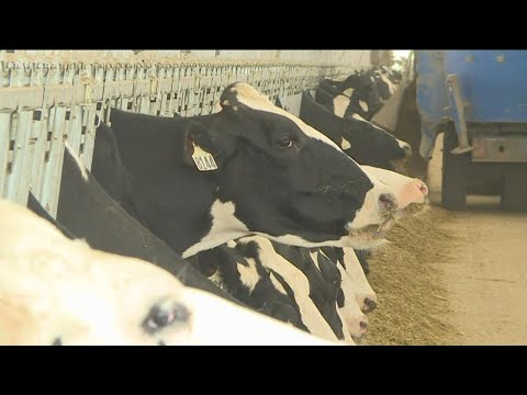 Bomaz Farms uses the latest technology to make milk for Wisconsin cheese