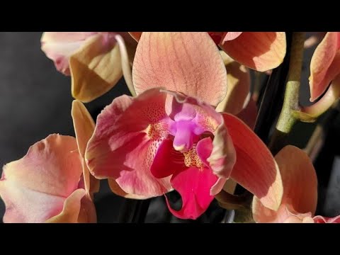 ОРХИДЕИ в САМАРЕ: самый КРАСИВЫЙ ПРИВОЗ,редкие БАБОЧКИ!Ссылка на группу под видео, 24.07.2023 г.