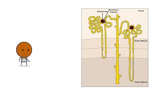 Acute Kidney Injury: Everything you NEED to KNOW