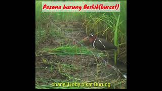 Download lagu Burung BURCET/berkik yg Bagus#jeratracikgantung #shorts mp3