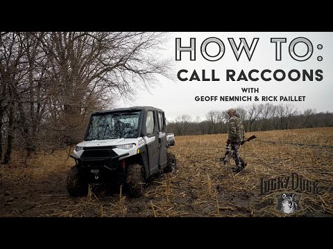 How To Call In 20 Raccoons in ONE Day! | The Last Stand: Tips, Tricks, and Tactics