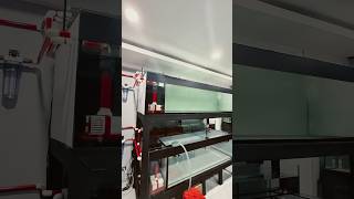 PERTAMA DI MARKAS JAMM VLOG‼️ MEMBANGUN 3 JENIS FILTARSI SEKALIGUS DALAM 1 SISTEM AQUARIUM /MEGATANK