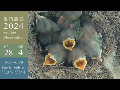 サギヌス・ミスタクスについて詳しく解説