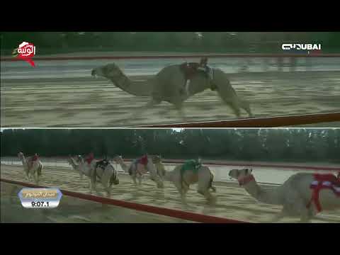  ش 13 (سلهود) لـ الشيخ مكتوم بن محمد بن راشد آل مكتوم 13:13:0 ، تأهيلي المرموم 2026/2/8 حول وزمول