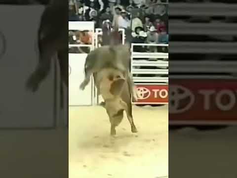 Carlinhos Ventura VS Touro Bandido