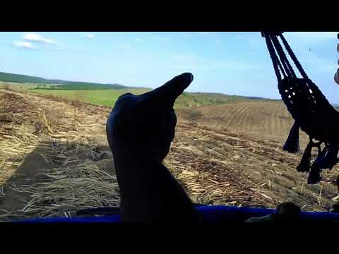 CANAL CICERO PRANCHETA DIRETO DÁ USINA BIRITINGA MESSIAS AL 21 11 25 