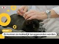 Katten krijgen gratis chip in Den Haag