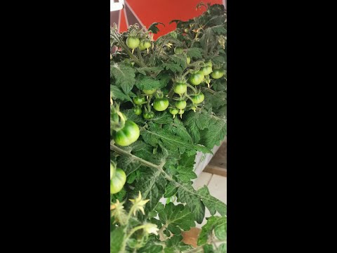 , title : 'Hydroponisk dyrking av Muhamed mikrobusk tomat i steinull...'