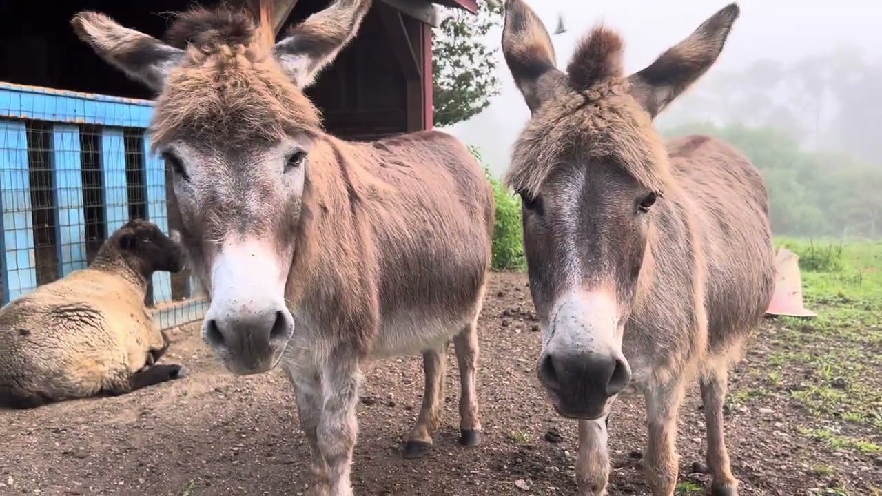 Good Monday Morning From Bedlam Farm 6/30/25