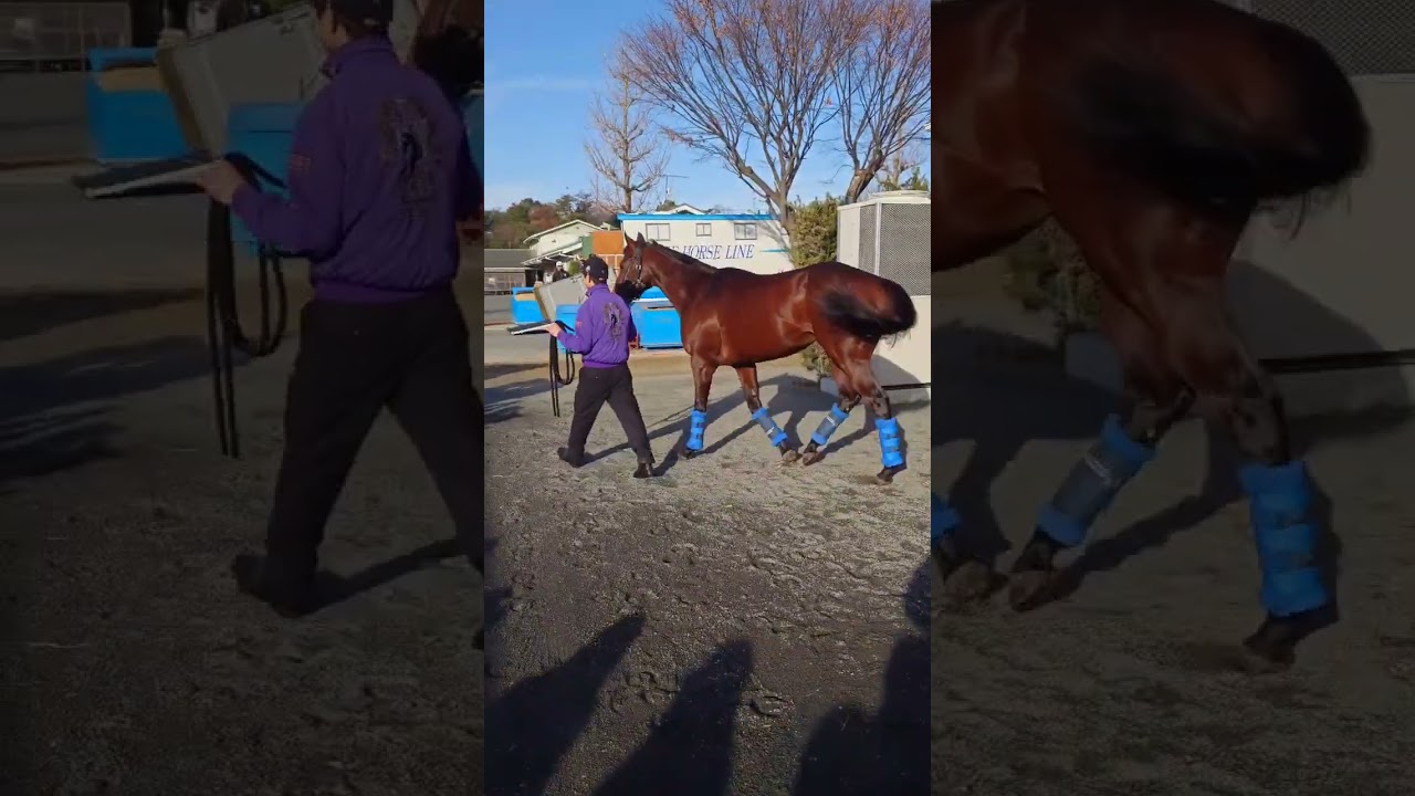 ドウデュース近況