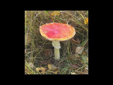 Planet Uterus - Extra Life