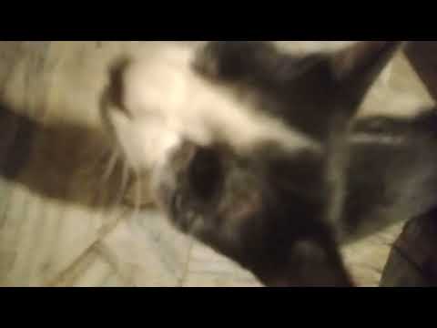 Cat is eating | 6 November 2025