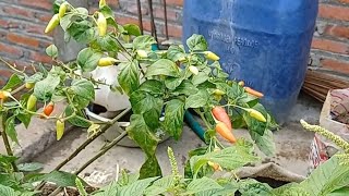 Download lagu D,masiv- Kau Yang ku Sayang mp3