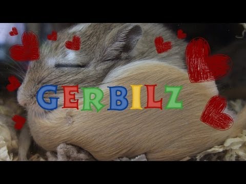 Keeping Male Gerbils Together