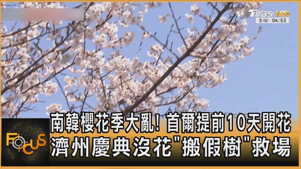 櫻花季大亂!首爾提前10天開花 濟州慶典沒花「搬假樹」救場
