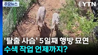 '탈출 사슴' 5일째 행방 묘연...수색 작업 언제까지? / YTN