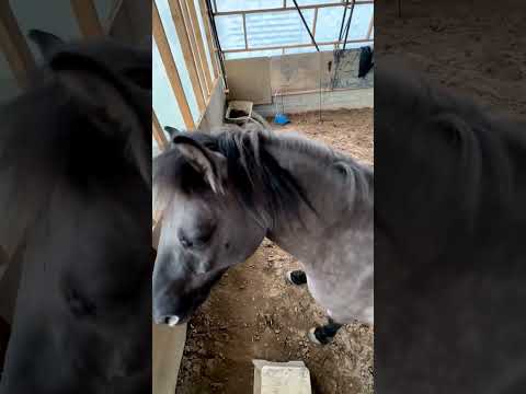 , title : 'Enthusiastic equine: the joyful journey of Tosha, the Bashkir breed Macintosh horse'