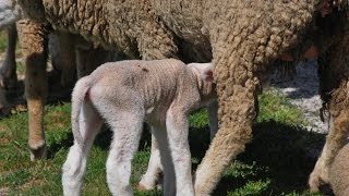 ·· (the same thing, cass mccombs)