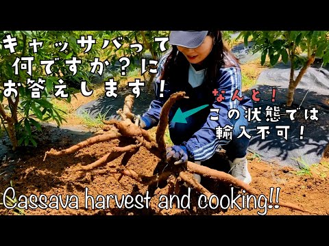 キャッサバの利点 – キャッサバの用途とレシピ