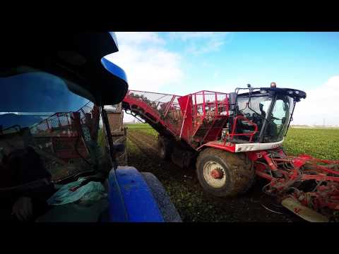 Suikerbieten afvoeren 2014 - Landbouwwerken Vereecke Hooglede