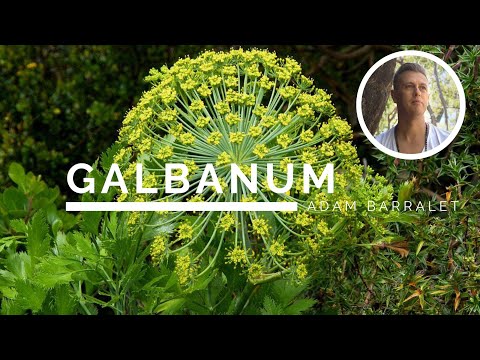 Galbanum - The Oil of Unearthing
