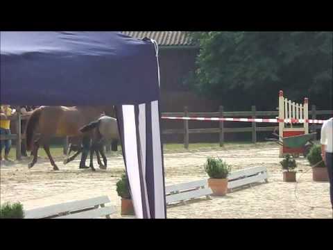 Quicksilver v. Quality Time x Coriall geb.: 30.04.2013