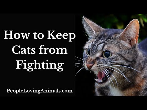 How to Keep Cats from Fighting