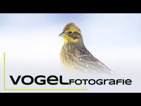 Vogelfotografie an der Winterfütterung - Naturfotografie Tutorial