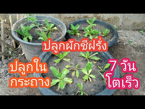 Exciter สำหรับผู้หญิงราคา SPb กัญชาและความแข็งแรง